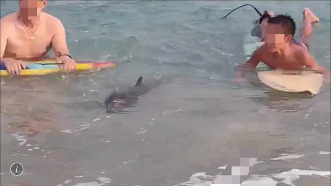 近日垦丁南湾海域时常出现海豚身影，19日还出现游客与海豚共游的有趣画面，但海洋委员会海洋保育署指出，恐涉嫌违反野生动物保育法骚扰鲸豚，可处1年以下徒刑、或併科最高30万元罚金。（民眾提供／谢佳潾屏东传真）