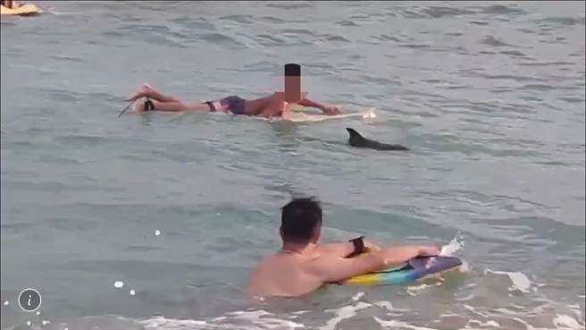 近日垦丁南湾海域时常出现海豚身影，19日还出现游客与海豚共游的有趣画面，但海洋委员会海洋保育署指出，恐涉嫌违反野生动物保育法骚扰鲸豚，可处1年以下徒刑、或併科最高30万元罚金。（民眾提供／谢佳潾屏东传真）