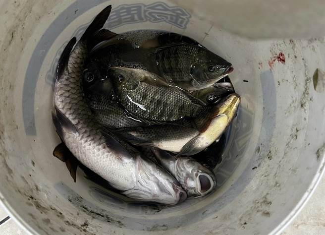 6名来自台东的原住民违法在苗栗市后龙溪网鱼，警方当场查扣半桶吴郭鱼。（读者提提供／谢明俊苗栗传真）