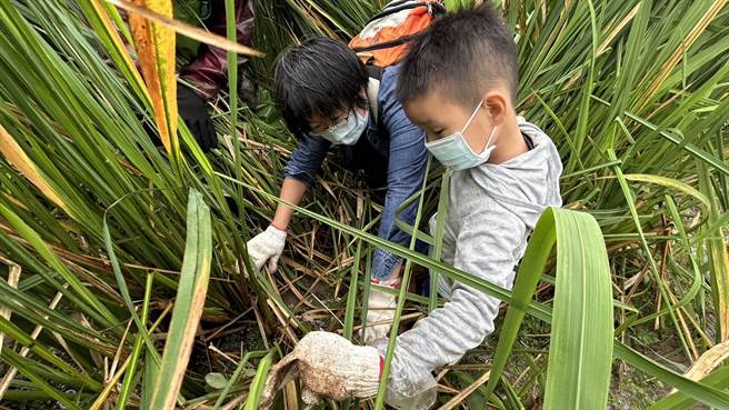 三芝区公所21日、22日办理採茭白笋，邀请亲子一同下田体验採笋。（陈慰慈摄）