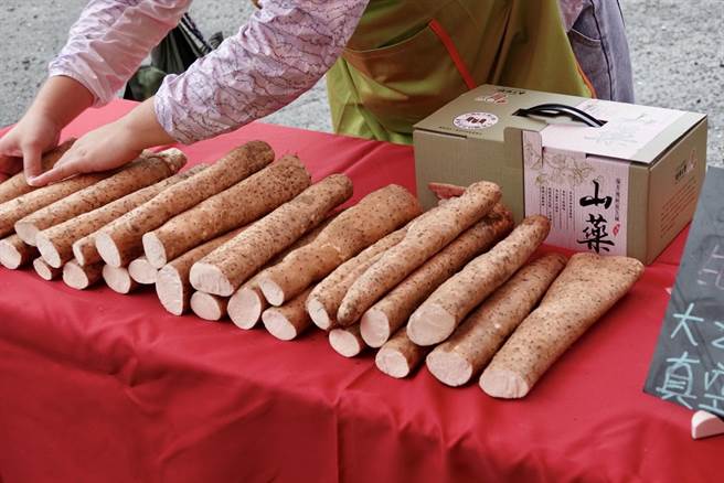 原生种山药的表皮较薄，需要排水良好的土地才能种出好品质，照顾娇贵的原生种山药须特别费心，山药施用肥料须注意少量多次，施肥技术将影响山药口感及外观，对比赛的名次也有影响。（刘玮晴摄）