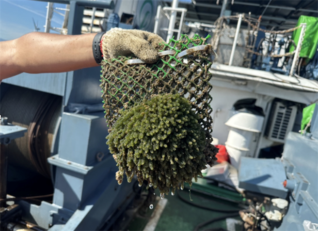 海洋人工表层藻场设施养殖成功的长茎葡萄蕨藻（Caulerpa lentillifera，俗称海葡萄）。（水试所提供／李柏澔台北传真）