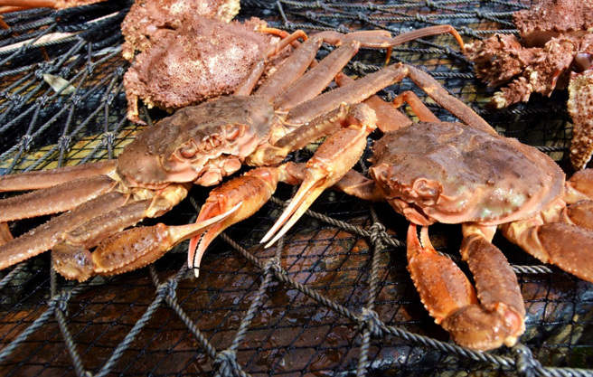近年来多达数十亿只阿拉斯加松叶蟹离奇消失。（资料照／Shutterstock）