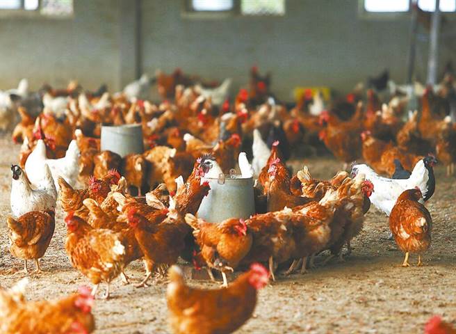 图为云林一处养鸡场。（本报资料照片）