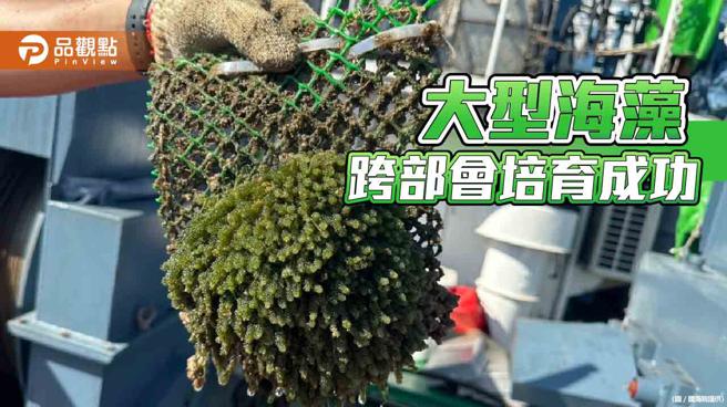 国海院、农业部跨部会合作，成功培育可量产本土大型海藻。（图片来源：国海院提供）