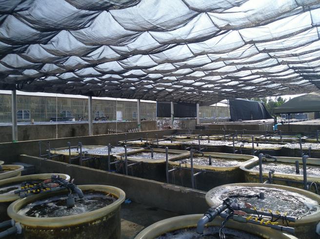 水试所海水养殖研究中心的大型海藻培育场。（图片来源：国海院提供）