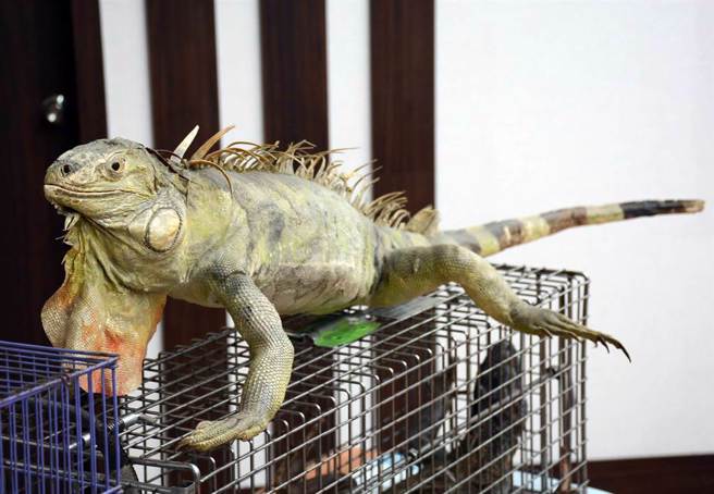 绿鬣蜥。（中时资料照）