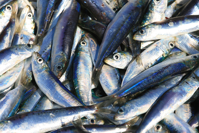 日本2鱼港周边出现大量暴毙的沙丁鱼尸体。（示意图／shutterstock）