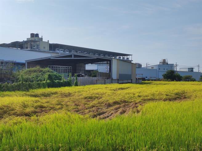台中市雾峰区的水稻进入收成期，却面临稻飞虱虫害，大片稻田全株枯萎、倒伏，形成「虱烧」现象。（台中市议员张芬郁提供／潘虹恩台中传真）