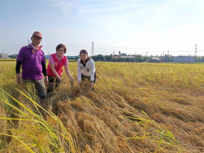 台中市雾峰区的水稻进入收成期，却面临「虱烧」侵袭，大片稻田全株枯萎、倒伏，收成大减令农民喊苦，台中市议员张芬郁（中）日前赴北峰路一带会勘农损情形。（台中市议员张芬郁提供／潘虹恩台中传真）