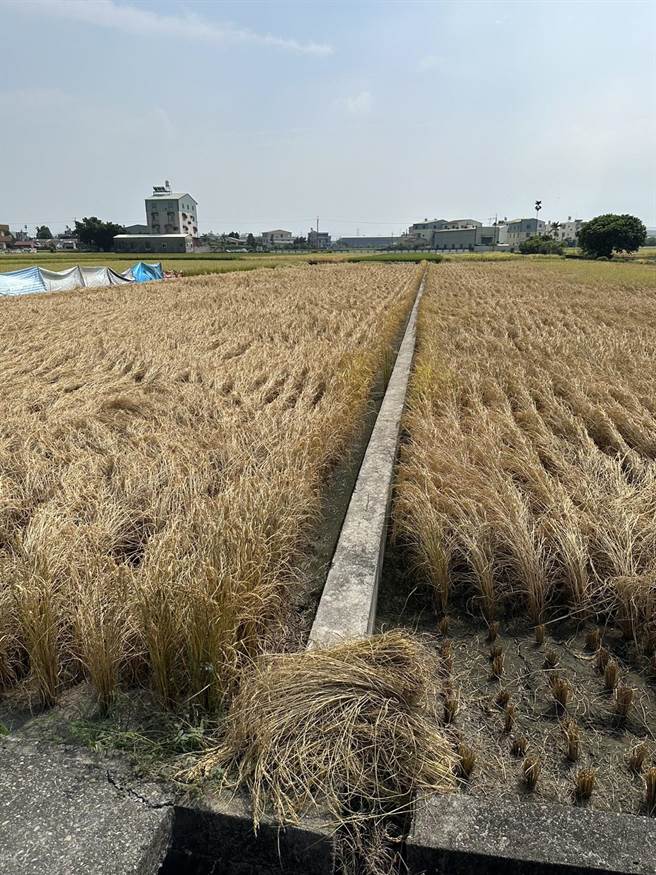 台中市雾峰区的水稻进入收成期，却面临「虱烧」侵袭，稻穗倒伏、枯焦，收成大减令农民喊苦。（台中市议员张芬郁提供／潘虹恩台中传真）