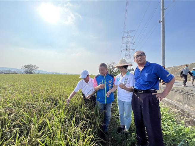 蔡壁如質疑現金補助海線地區卻獨漏外埔，24日現地會勘，爭取外埔地區水稻受災戶納入補助範圍。（陳淑娥攝）