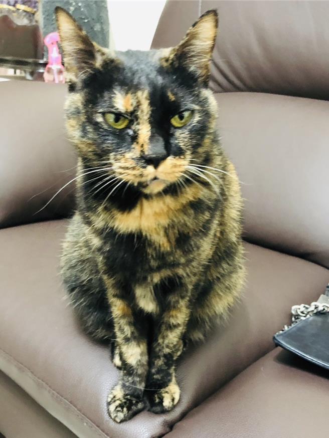 陈奕霏当年救下的第1只小猫，至今已陪伴她18年。（新北市动保处提供）