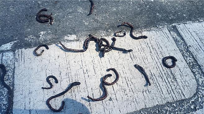 原栖息于土壤泥地的蚯蚓24日上午大举涌现台东市区街道、校园，引起民眾热议，纷纷推论与23日晚间地震有关，「蚯蚓地震先知说」四起。（萧嘉蕙摄）