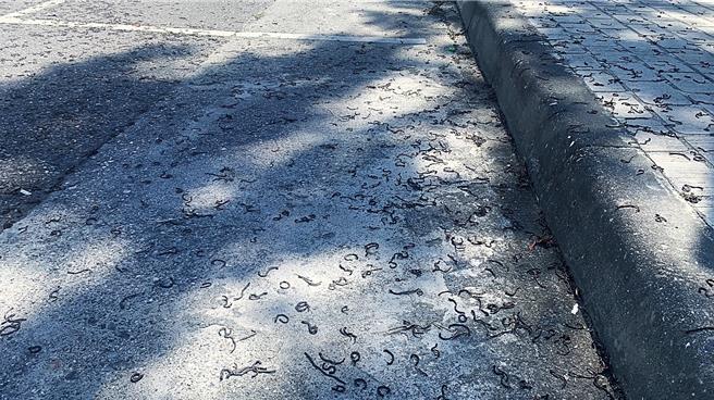 台东市区街道24日上午赫见蚯蚓大军涌出地表，数量惊人，女学生见状直呼「好噁心，好可怕」。（萧嘉蕙摄）