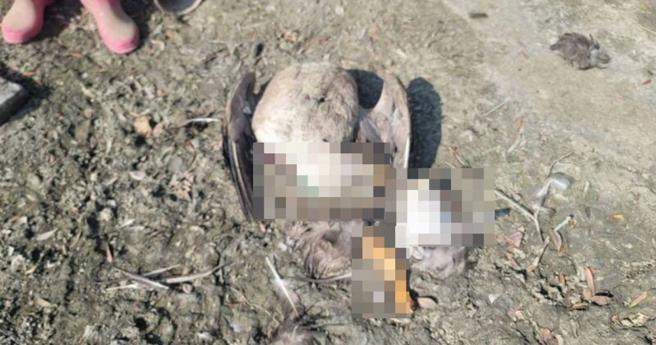 彰化縣某農場發生疑似台灣獼猴大屠殺事件，農民損失慘重。（圖／縣府提供）