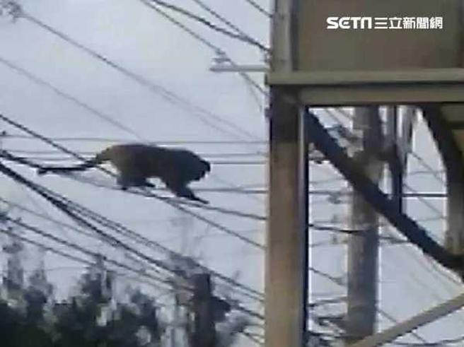 巨大獼猴在芳苑鄉出沒。（圖／三立新聞網提供）