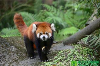 日本小貓熊可望來台繁衍 北市動物園：盼年底有新進展