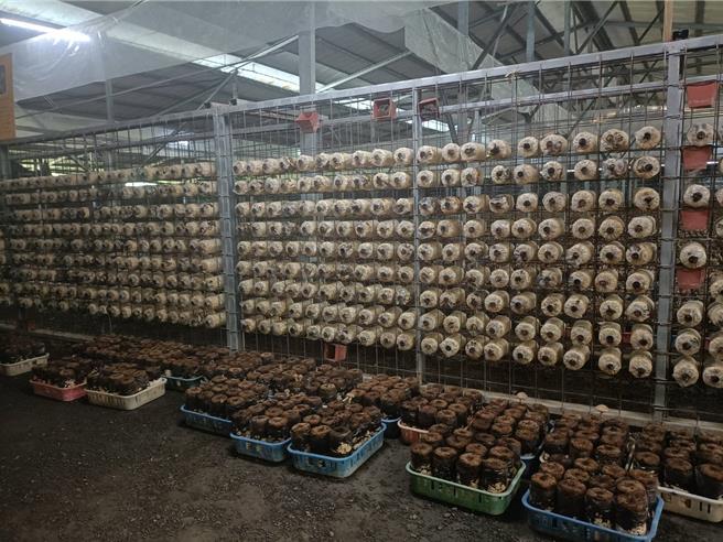 台中购物节将于26日登场，市府特别规画3条高CP值2天1夜旅游行程吸客，图为新社香菇园。（陈淑娥摄）