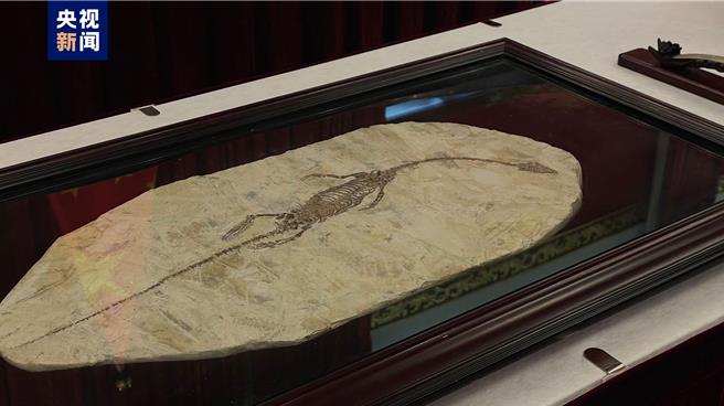 澳洲國家美術館25日向中國大陸返還了3件珍貴文物藝術品，其中潛龍化石屬於晚侏儸世到早白堊世的恐龍化石。（翻攝自央視新聞）