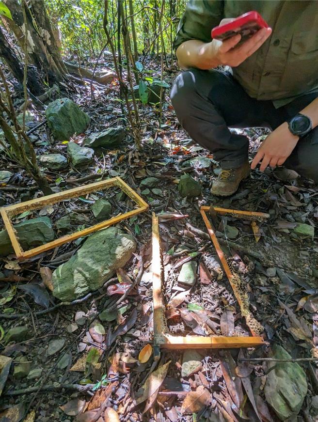 遭黑熊取食之蜂巢片。 （林业及自然保育署屏东分署提供／林雅惠传真）