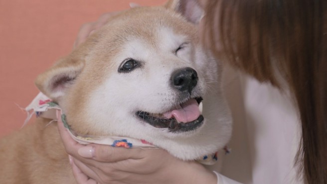 许多家庭选择了养宠物作为陪伴，宠物已经成为了我们生活中的一部分。(图/业者提供)