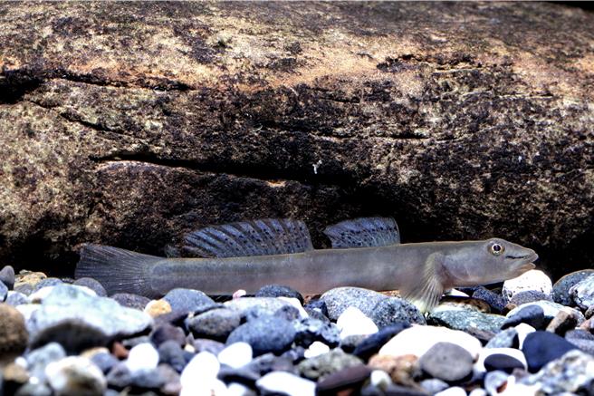 尾鳞锐齿鰕虎（周铭泰摄）