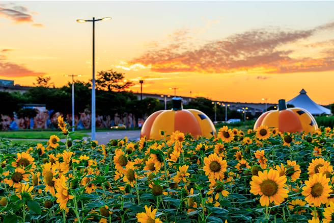 在秋高气爽的季节，北市大佳河滨的向日葵花海已到了满开盛况，将陆续盛开到11月底，为台北市民带来不间断的花朵飨宴。(黄敬文翻摄)
