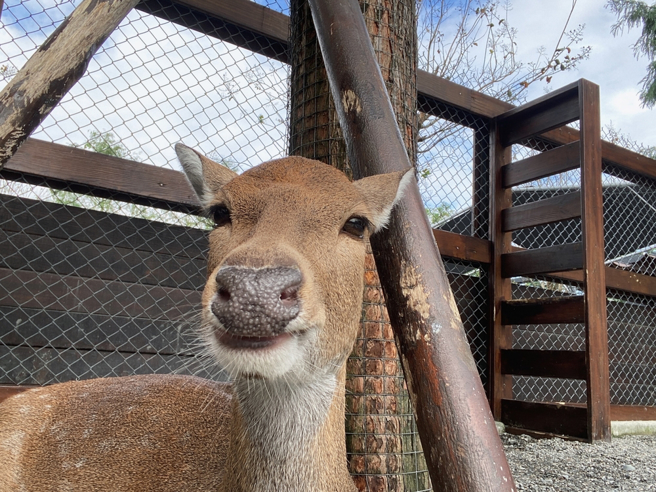 台中一名婦人通報「野鹿誤闖我家」，接著卻野鹿死亡經過，讓她很崩潰。（示意圖／shutterstock）
