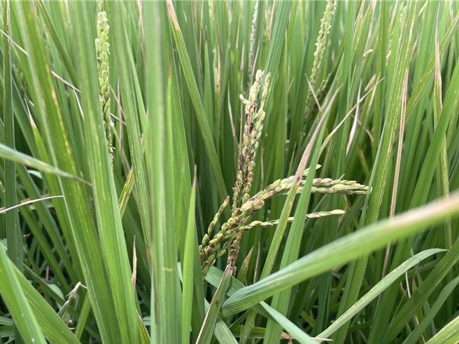 依據農業天然災害救助辧法第6條第3項，水稻受天然災害影響損害僅能由中央評估公告，小犬颱風造成水稻損害，雲林縣獲農業部公告的救助地區為土庫鎮、崙背鄉、褒忠鄉、麥寮鄉、臺西鄉、四湖鄉、口湖鄉、東勢鄉、水林鄉等9鄉鎮。（本報資料照片）