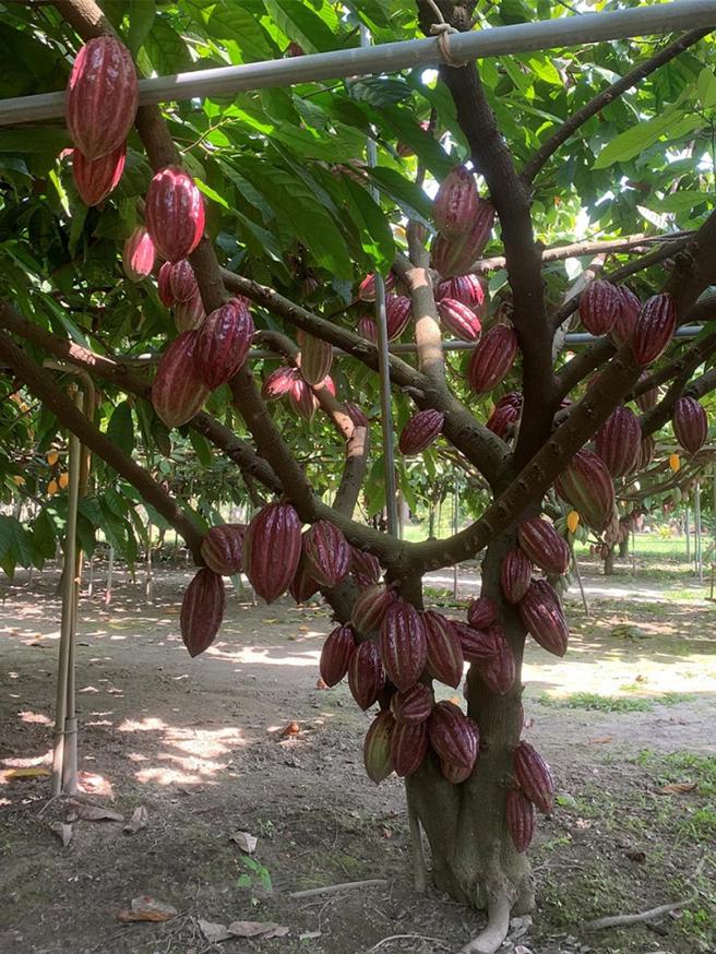 可可樹。圖／高雄農改場提供