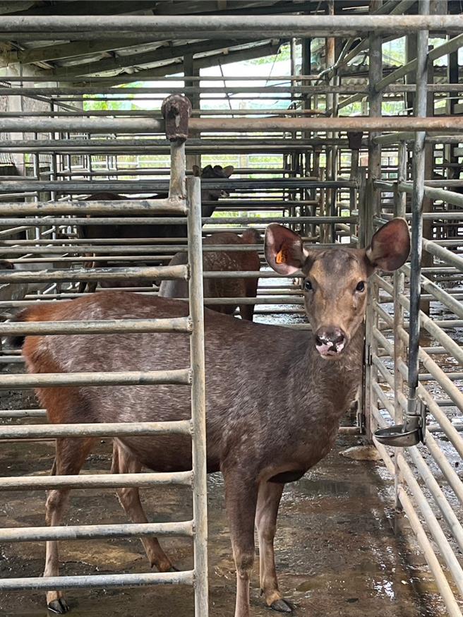 智慧监测系统养鹿，进行数据分析，提升鹿茸品质。（国姓乡公所提供／杨静茹南投传真）