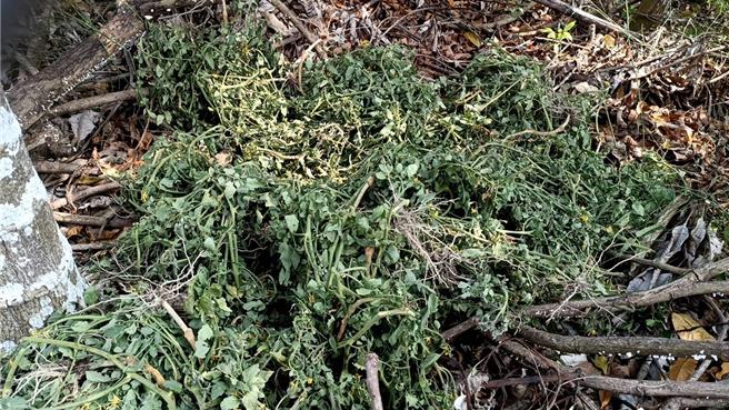 美浓小番茄田间爆发大量银叶粉虱，郑姓农友表示，目前田间已发生疯欉现象，近日也已拔除约100多棵植株，希望未来能够改善，否则严重者整区拔除，可预期将是惨赔。（林雅惠摄）