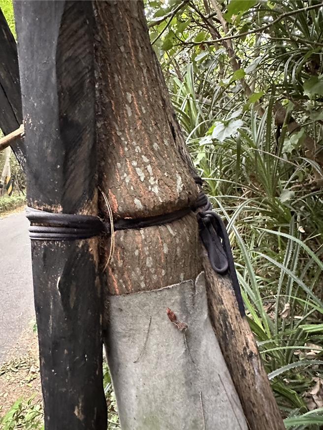 桃园市大园区许厝港战备道路两侧是造林示范区，但数十棵路树全被绳子紧紧綑绑，甚至嵌入树干勒成葫芦状，桃园市议员徐其万25日为树群请命。（徐其万提供／蔡依珍桃园传真）