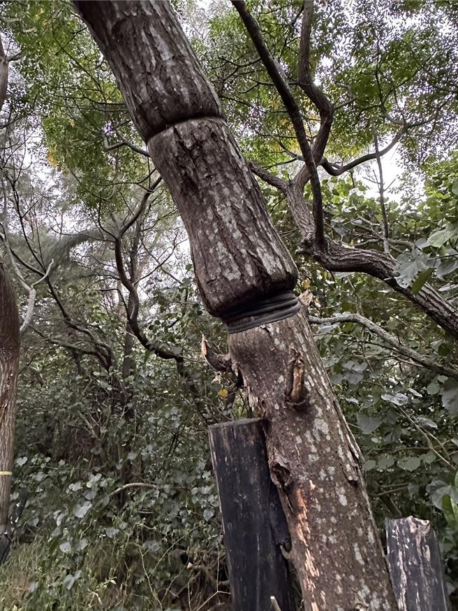 桃园市大园区许厝港战备道路两侧是造林示范区，但数十棵路树全被绳子紧紧綑绑，甚至嵌入树干勒成葫芦状，桃园市议员徐其万25日为树群请命。（徐其万提供／蔡依珍桃园传真）