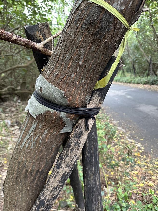 桃园市大园区许厝港战备道路两侧是造林示范区，但数十棵路树全被绳子紧紧綑绑，甚至嵌入树干勒成葫芦状，桃园市议员徐其万25日为树群请命。（徐其万提供／蔡依珍桃园传真）