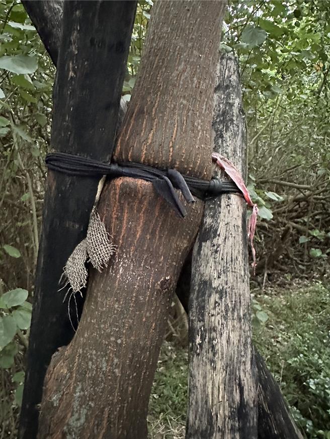 桃园市大园区许厝港战备道路两侧是造林示范区，但数十棵路树全被绳子紧紧綑绑，甚至嵌入树干勒成葫芦状，桃园市议员徐其万25日为树群请命。（徐其万提供／蔡依珍桃园传真）