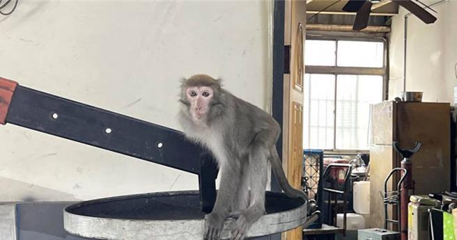 独臂狝猴今年7月闯进桃园龙潭一家汽车修护厂却在被捕后身亡。(本报资料照)