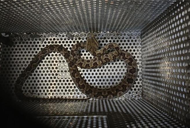 新北市动保处22日接获民眾报案，居住于汐止山区的陈先生在自家后院收衣服时，回头发现楼梯上出现约70公分的龟壳花，紧急挡住家人后，先以布遮盖并迅速通报动保处。（新北市动保处提供／刘玮晴新北传真）