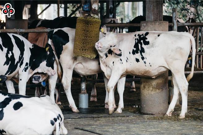 根据农业部的112年度乳牛死亡保险专案试办加额理赔指出，起保日为今年1月1日至12月31日止，被保险乳牛核属保险事故死亡者，每头按契约约定理赔3万元外，另加额理赔1万5000元，合计4万5000元。（本报系资料照）