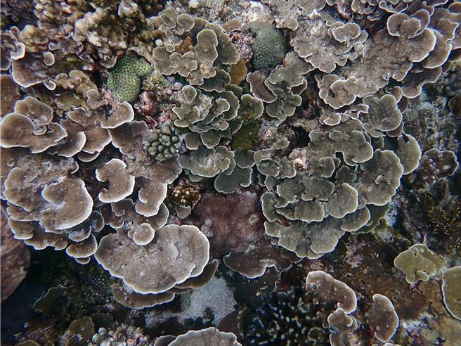 为保护生态，海洋委员会海洋保育署将于11月1日起对进口活珊瑚採用专属货品分类号列，图为绿岛柴口珊瑚群。（海保署提供／林瑞益高雄传真）