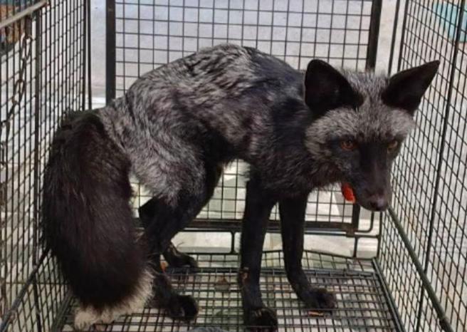 1隻罕見的銀狐日前現身苗栗市荒野，目前已由苗栗縣動防所暫時收容在動防所動物保護教育園區內，等候飼主領回。（讀者提供／謝明俊苗栗傳真）