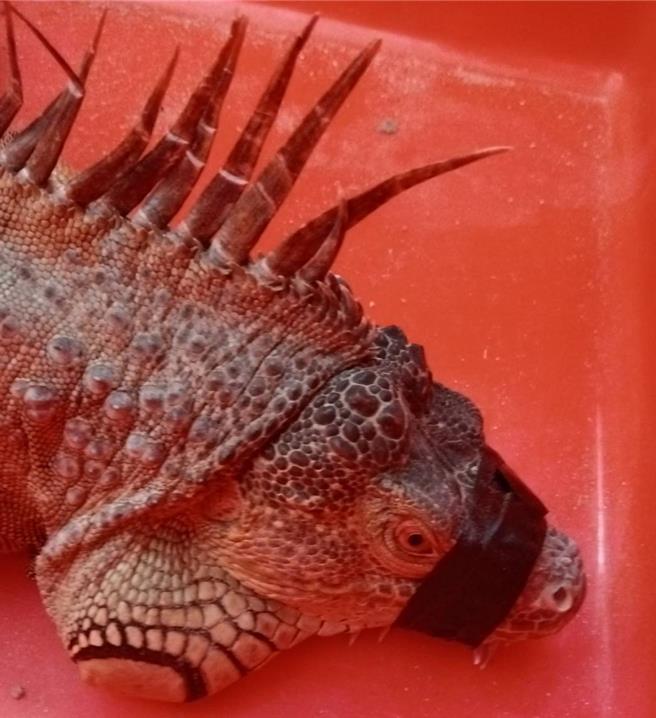 2023年10月26日澎湖縣／25日在馬公光華社區路上閒晃被抓的綠鬣蜥，是澎湖首宗戶外無主的，已被執行冷凍方式人道處理。（民眾提供／許逸民澎湖傳真）