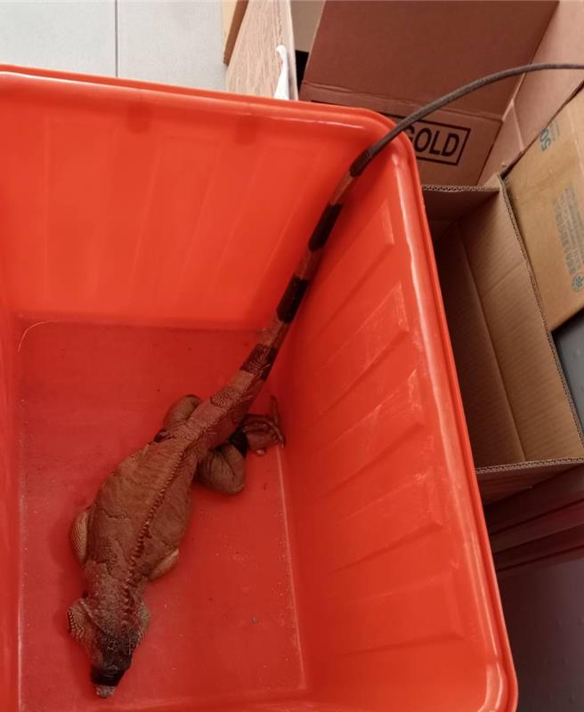 2023年10月26日澎湖縣／25日在馬公光華社區道路上被抓的綠鬣蜥，研判已是5-6年的成年個體。（民眾提供／許逸民澎湖傳真）