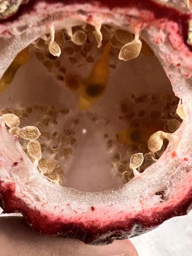 一名网友在好市多买百香果，剖开来却发现中空。（图／翻摄自Costco好市多 商品经验老实说）