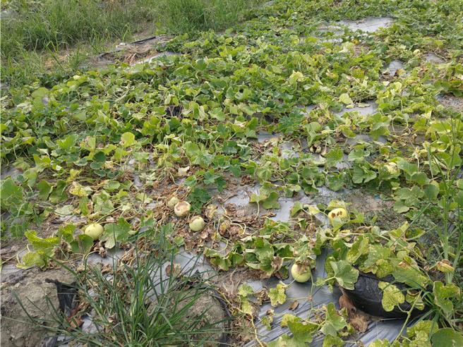 小犬颱风高雄香瓜、洋香瓜及阿莲西瓜农损， 现金救助即日起受理。（高雄市农业局提供／林雅惠传真）