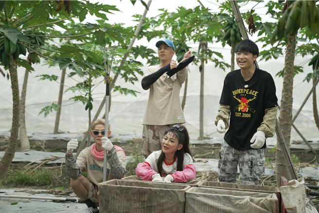 《我们这一摊》亲自到木瓜园採木瓜。（三立提供）