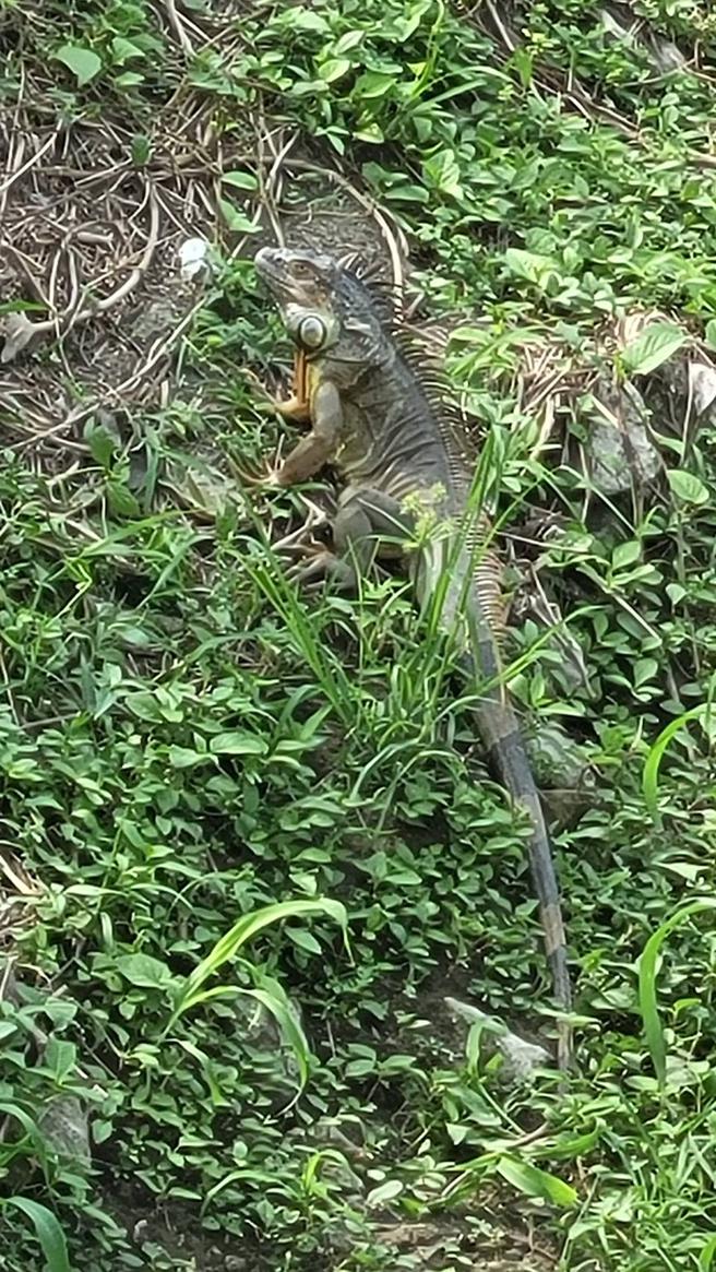 有民眾在靠近水边的草地或树上发现绿鬣蜥的踪迹。（图／高雄市政府农业局）