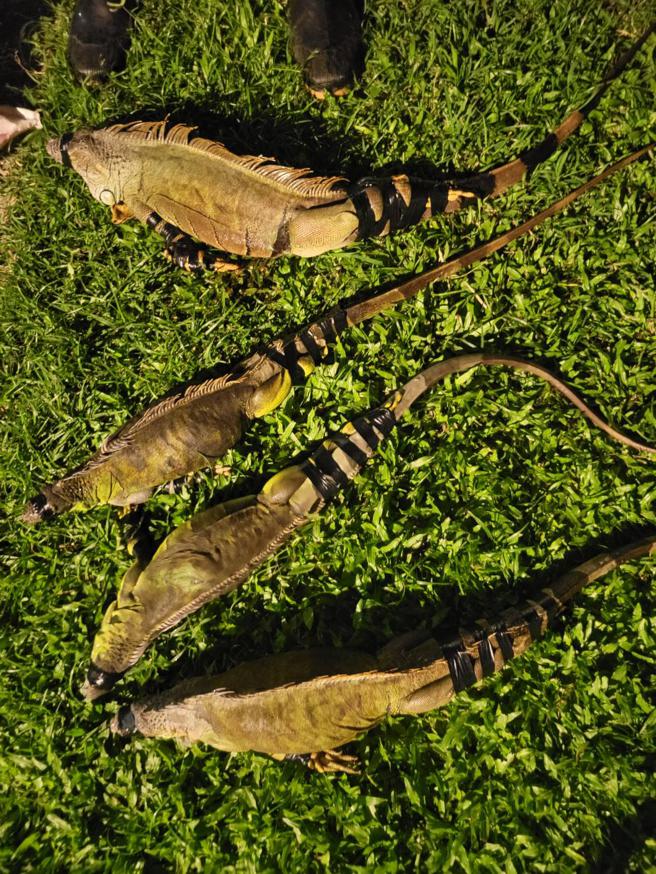 违法饲养绿鬣蜥依野生动物保育法最高可罚5万元，未经许可贩卖绿鬣蜥最高可罚30万元。（图／高雄市政府农业局）