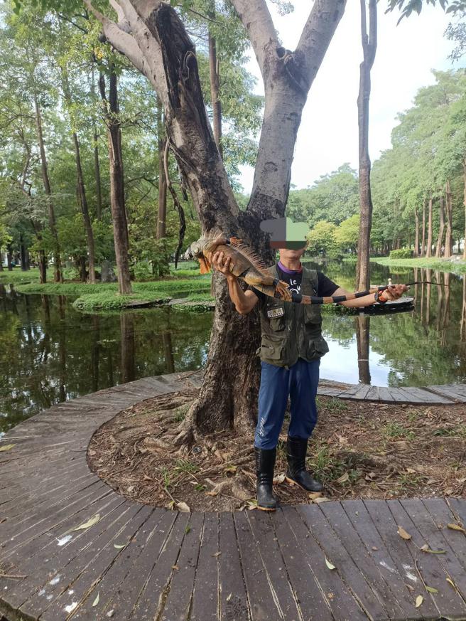 私自释放绿鬣蜥于野外，依野生动物保育法最高可处25万元罚锾，若有破坏生态系之虞者，处罚更可高达50万至250万元。（图／高雄市政府农业局）
